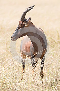 Topi with curved horns and turned head