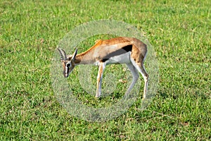 Topi Damaliscus jimela , antelope eats grass in a green field of Masai Mara kenya
