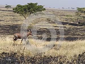 Topi, Damaliscus korrigum