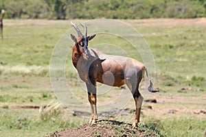 Topi (Damaliscus korrigum)