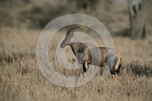 Topi, Damaliscus korrigum