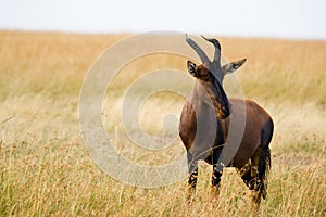 Topi (damaliscus korrigum)