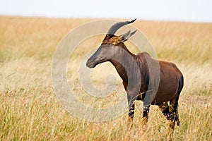 Topi (damaliscus korrigum)