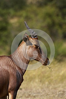 Topi, damaliscus korrigum, Adult in Masai Mara Park, Kenya