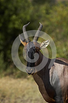 Topi, damaliscus korrigum, Adult in Masai Mara Park, Kenya