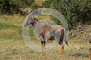 TOPI damaliscus korrigum, Adult, Masai Mara Park in Kenya