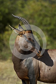 TOPI damaliscus korrigum, Adult, Masai Mara Park in Kenya