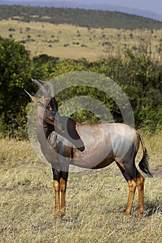 TOPI damaliscus korrigum, Adult in Savanna, Masai Mara Park in Kenya