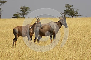 Topi, damaliscus korrigum, Adult in Savannah, Masai Mara Park in Kenya