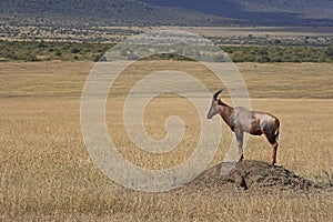 Topi, damaliscus korrigum, Adult standing on Termite Hill, Masai Mara Park in Kenya