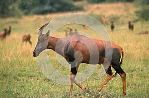 TOPI damaliscus korrigum, ADULT WALKING THROUGH SAVANNAH, KENYA