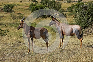 TOPI damaliscus korrigum, Adults, Masai Mara Park in Kenya