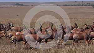 Topi, damaliscus korrigum, Grant`s Zebra, Group running through Savannah, Masai Mara Park in Kenya,