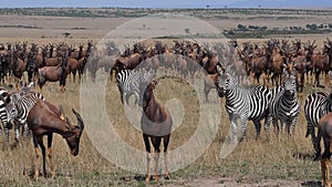 Topi, damaliscus korrigum, Grant`s Zebra, Group in Savannah, Masai Mara Park in Kenya,