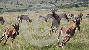 Topi, damaliscus korrigum, Group running through Savannah, Fighting, Masai Mara Park in Kenya,