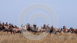 Topi, damaliscus korrigum, Group running through Savannah, Masai Mara Park in Kenya