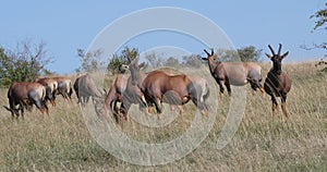 Topi, damaliscus korrigum, group standing in savannah, Masai Mara Park in Kenya, Real Time