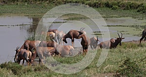 Topi, damaliscus korrigum, group standing at the water hole, Masai Mara Park in Kenya, Real Time