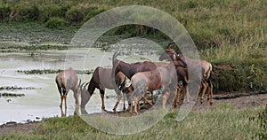 Topi, damaliscus korrigum, group standing at the water hole, Masai Mara Park in Kenya, Real Time