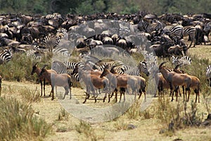 Topi, damaliscus korrigum, Herd with Burchell Zebras and Blue Wildebeests, Masai Mara Park in Kenya