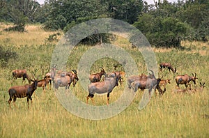 Topi, damaliscus korrigum, Herd in Savanna, Masai Mara Park in Kenya