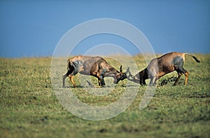 Topi, damaliscus korrigum, Males fighting, Masai Mara Park in Kenya