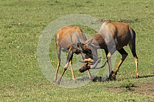 Topi, damaliscus korrigum, Males fighting, Masai Mara Park in Kenya