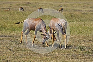 TOPI damaliscus korrigum, Males fighting, Masai Mara Park in Kenya