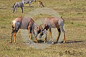 TOPI damaliscus korrigum, Males fighting, Masai Mara Park in Kenya