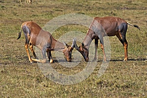 TOPI damaliscus korrigum, Males fighting, Masai Mara Park in Kenya