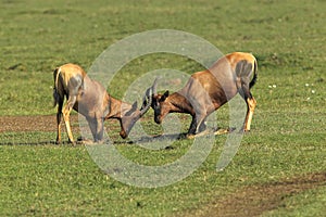 Topi, damaliscus korrigum, Males fighting, Masai Mara Park in Kenya