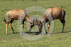 Topi, damaliscus korrigum, Males fighting, Masai Mara Park in Kenya