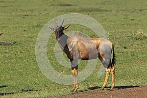 Topi, damaliscus korrigum, Males fighting, Masai Mara Park in Kenya