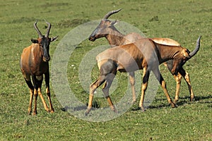 Topi, damaliscus korrigum, Males fighting, Masai Mara Park in Kenya