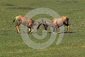 Topi, damaliscus korrigum, Males fighting, Masai Mara Park in Kenya