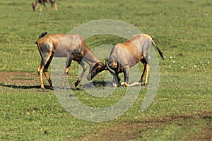 Topi, damaliscus korrigum, Males fighting, Masai Mara Park in Kenya