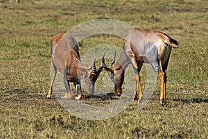 Topi, damaliscus korrigum, Males fighting, Masai Mara Park in Kenya