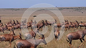 Topi, damaliscus korrigum, Ostrich, Group running through Savannah, Masai Mara Park in Kenya,