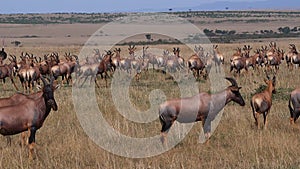 Topi, damaliscus korrigum, Ostrich, Group running through Savannah, Masai Mara Park in Kenya,