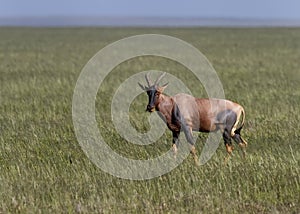 Topi Damaliscus korrigum standing in the grasslands