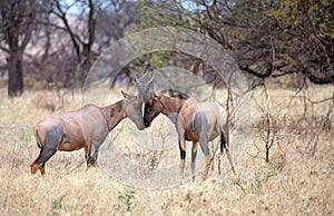 Topi (Damaliscus lunatus)