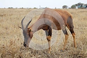 Topi (Damaliscus lunatus)