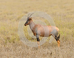 Topi  Damaliscus lunatus jimela