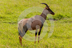 Topi (Damaliscus lunatus) in Masai Mara National Reserve, Ken