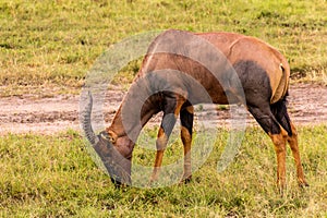 Topi (Damaliscus lunatus) in Masai Mara National Reserve, Ken