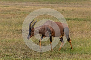 Topi (Damaliscus lunatus) in Masai Mara National Reserve, Ken