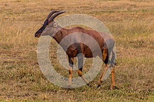 Topi (Damaliscus lunatus) in Masai Mara National Reserve, Ken