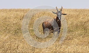 Topi, Damaliscus lunatus, in tall grass of the savannah