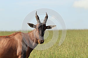 Topi face closeup in the african savannah.