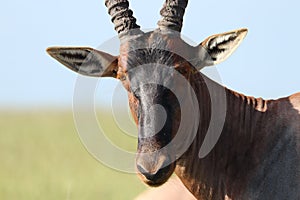 Topi face closeup in the african savannah.